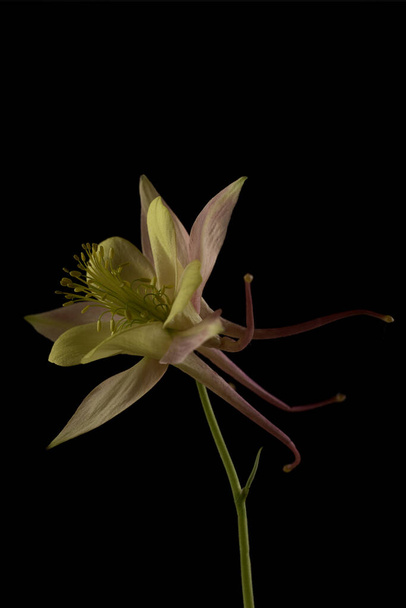 Bella Aquilegia glandulosa sullo sfondo scuro. Carta da parati floreale con fiore aquilegia. - Foto, immagini