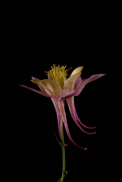 Piękna Aquilegia glandulosa na ciemnym tle. Tapeta kwiatowa z kwiatu akwilegii. - Zdjęcie, obraz