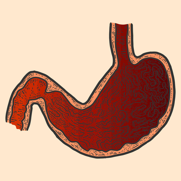 Anatomía, sección del estómago. Bosquejo de rayado imitación de color. - Foto, Imagen