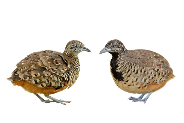 Männchen und Weibchen der Barred Buttonwachtel mit gleichem Aussehen und identischem Fleck auf der Brust im Vergleich isoliert auf weißem Hintergrund - Foto, Bild