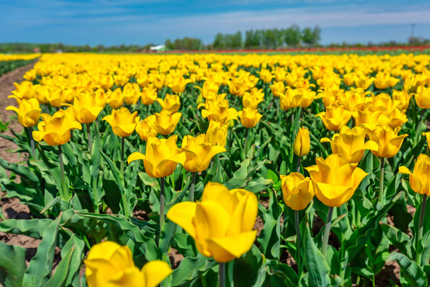 Красивое цветущее поле желтых тюльпанов на севере Польши - Фото, изображение