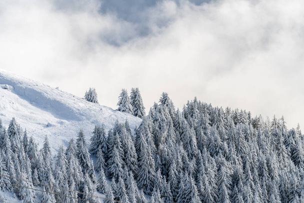 Άποψη ενός δάσους καλυμμένου με φρέσκο χιόνι και σύννεφα κοντά στο Aletsch Arena. Ελβετία το φθινόπωρο - Φωτογραφία, εικόνα