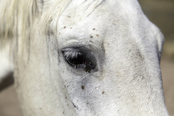 Volně žijící koňské mušky, volně žijící savci, jezdci - Fotografie, Obrázek