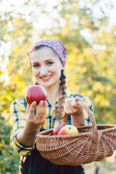 Farmer woman in fruit orchard holding apple in her hands offering - Фото, зображення