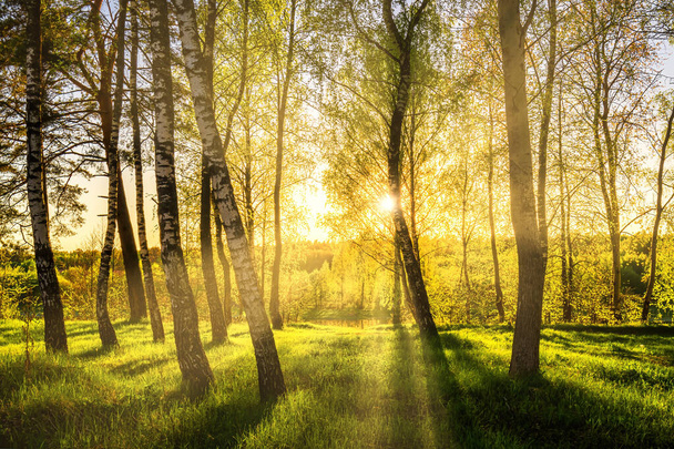 Napsugarak vágják át a nyírfa fatörzseket a ligetben naplementekor vagy napkeltekor tavasszal. - Fotó, kép