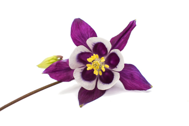 Aquilegia fleur
 - Photo, image