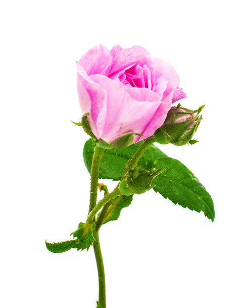 čajové růže - Fotografie, Obrázek