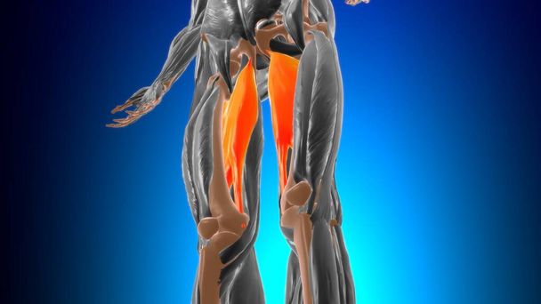 Adductor magnu Muscle Anatomy For Medical Concept 3D Illustration - Photo, Image