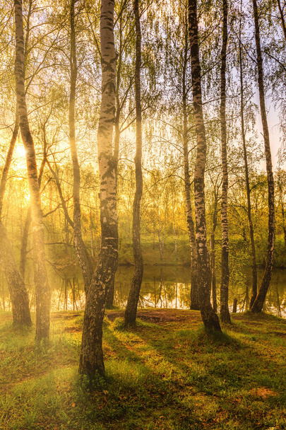 Sun rays cutting through birch trunks in a grove at sunset or sunrise in spring. - Photo, Image