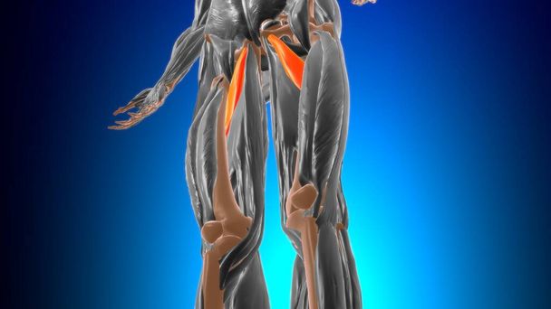 Εισαγωγέας brevis μυϊκή ανατομία για ιατρική έννοια 3D Εικονογράφηση - Φωτογραφία, εικόνα