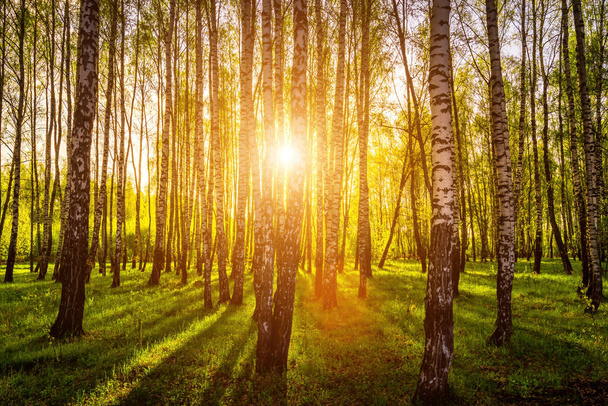 夕暮れ時の森の中で白樺の幹を切り抜ける太陽光線や春の日の出. - 写真・画像