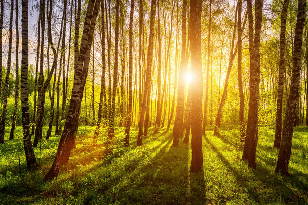 Rayons solaires traversant des troncs de bouleau dans un bosquet au coucher du soleil ou au lever du soleil au printemps. - Photo, image