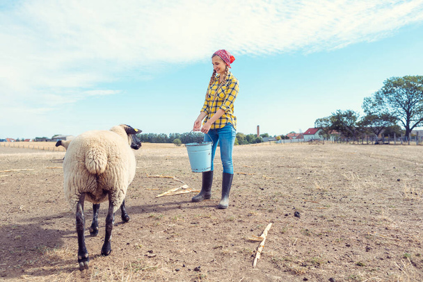 Agricultor alimentando a su oveja granja - Foto, imagen