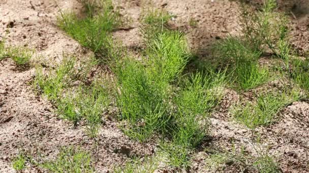 green horsetail on dry sandy ground  - Footage, Video