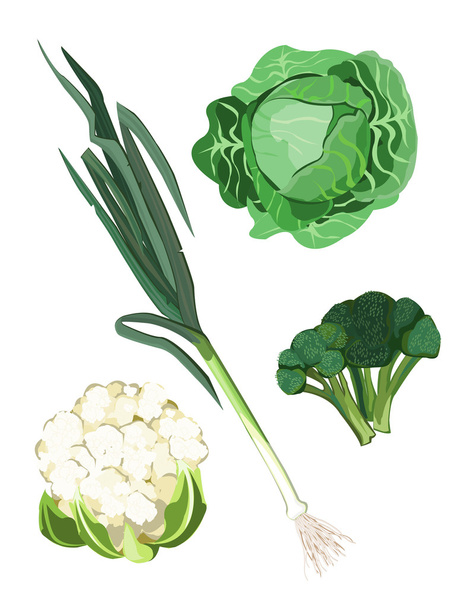 Clip-arts vegetales aislados sobre fondo blanco
 - Vector, Imagen