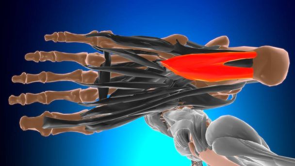 Анатомия мышц для медицинской концепции 3D иллюстрации (Flexor accessorius) - Фото, изображение
