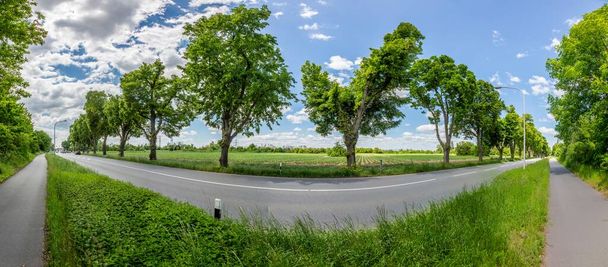 Панорама дерев вздовж федерального шосе в Німеччині в денний час літнього сонця. - Фото, зображення