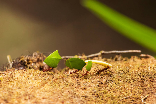 Hormigas llevando grandes hojas, trabajando juntas como un equipo en Costa Rica - Foto, Imagen