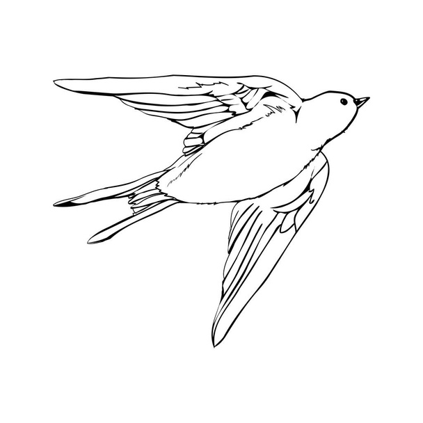 Black silhouette outline flying swallow, isolated on white. Vector tattoo illustration. - Wektor, obraz
