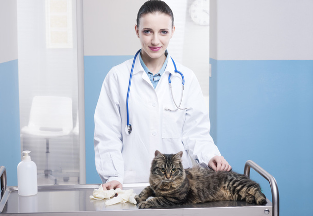 Veterinarian and Cat - Zdjęcie, obraz
