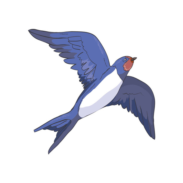 Simplified image of a flying swallow isolated on a white background. Vector, illustration - Вектор, зображення