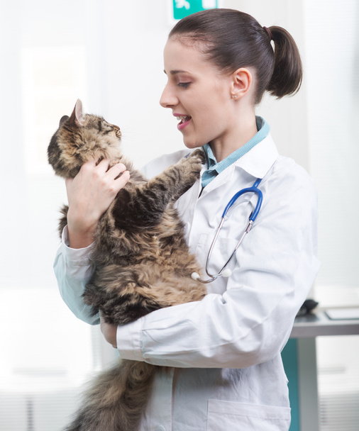 Veterinarian and Cat - Фото, зображення