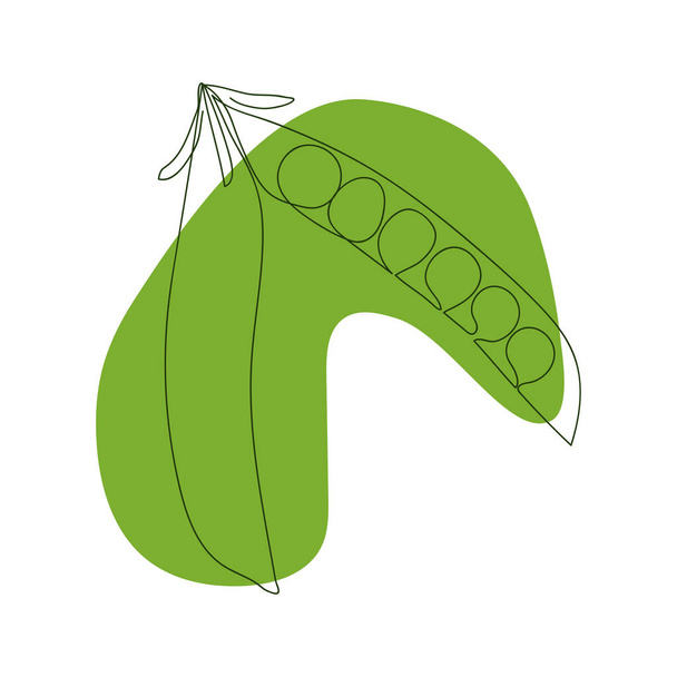 gousse de pois ouverte dessinée avec une ligne solide sur un fond vert clair sur fond blanc - Vecteur, image