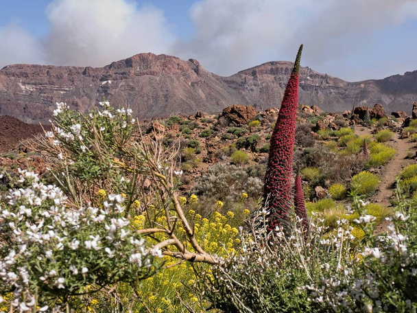Tenerife adasındaki Teide Ulusal Parkı 'ndaki Kanadas del Teide' de büyük, tamamen çiçekli bir Teide taginaste (Echium wildpretii) bulunur. Arka planda "arena" adı verilen beyaz, sarı çalılar vardır.".. - Fotoğraf, Görsel
