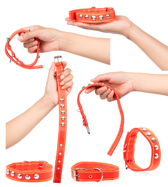 Hand holding Collection of Orange of dog collar isolated on a white background. - Photo, Image