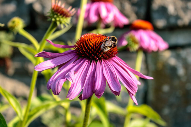 Včela medonosná na fialovém zorném poli (Echinacea purpurea), zblízka - Fotografie, Obrázek
