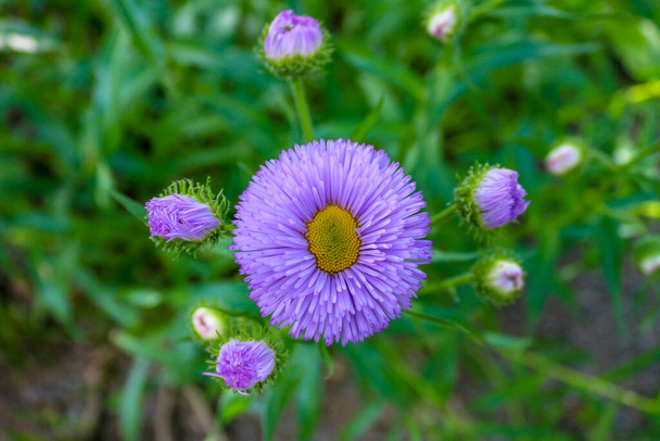 Фіолетова квітка айстр розквітає на зеленому тлі, крупним планом і селективним фокусом
 - Фото, зображення