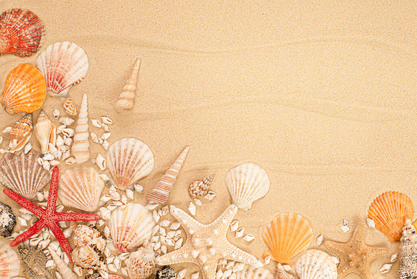 muchas conchas marinas y estrellas de mar en la arena del mar. mar verano fondo - Foto, Imagen