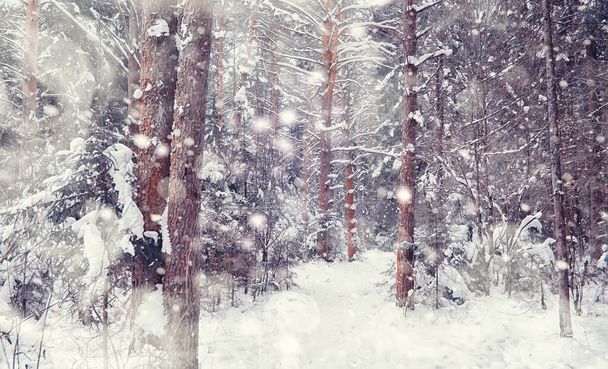 Téli erdős táj. Magas fák hótakaró alatt. Januári fagyos nap a parkban. - Fotó, kép