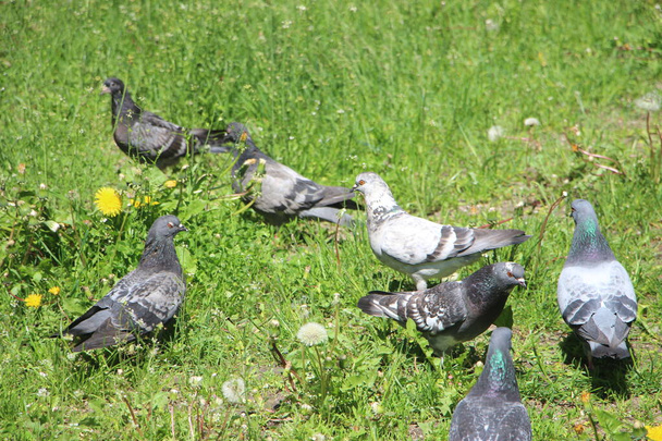 viele Tauben im Freien - Foto, Bild