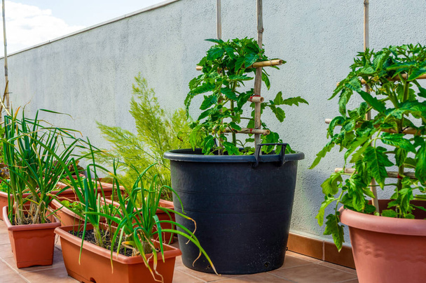 Вид на городской сад с помидорными растениями на заднем плане и луком на переднем плане. Концепция здорового питания - Фото, изображение