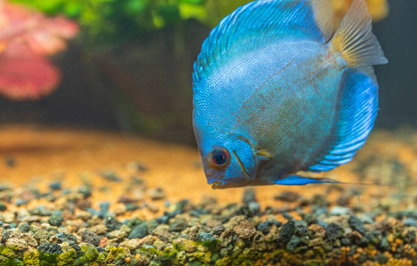 Vue rapprochée de magnifiques poissons d'aquarium de disque de diamant bleu isolés. Concept de passe-temps. Suède. - Photo, image