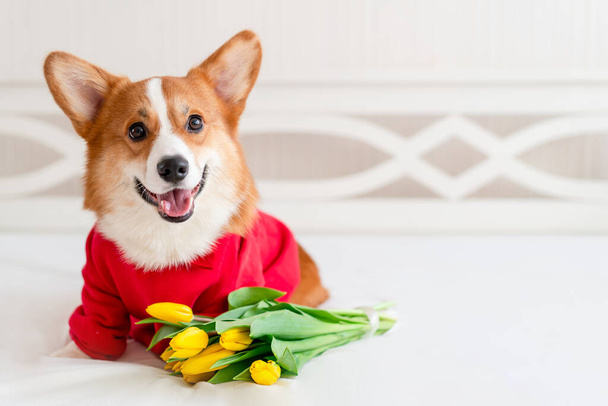 Cute corgi dog in stylish red bomber jacket sit near tulip flowers. Concept pet fashion - Foto, imagen