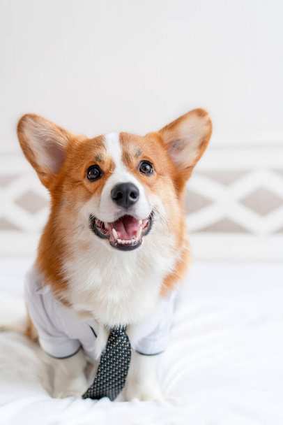 Cute corgi dog in stylish shirt and tie standing near daily planner. Pet fashion. Business - Фото, зображення