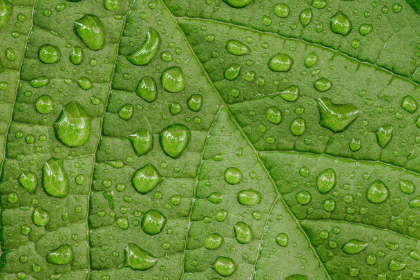 Macro photo of the water drops on green leaf after the rain droplets. Beautiful natural close up photo. High resolution macro photo. - Fotografie, Obrázek