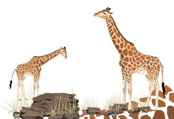 Illustration of giraffe with space for text - Vector, Image