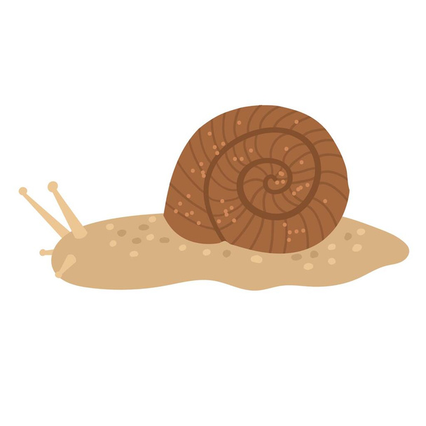 Mignon escargot dans une coquille en brun. dessin animé vectoriel dessiné à la main - Vecteur, image