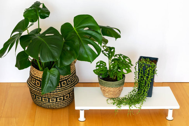 Monstera deliciosa, Μαϊμού Μάσκα και Senecio Rowleyanus στο εσωτερικό του σπιτιού. Μοντέρνα εξωτικά φυτά σε hipster σύγχρονες γλάστρες. Αρχική κηπουρική, φροντίδα των φυτών στο σπίτι - Φωτογραφία, εικόνα