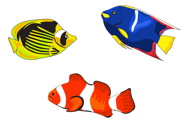 tropische vissen - Vector, afbeelding