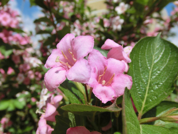 Weigela Florida bloeit met prachtige roze bloemen - Foto, afbeelding