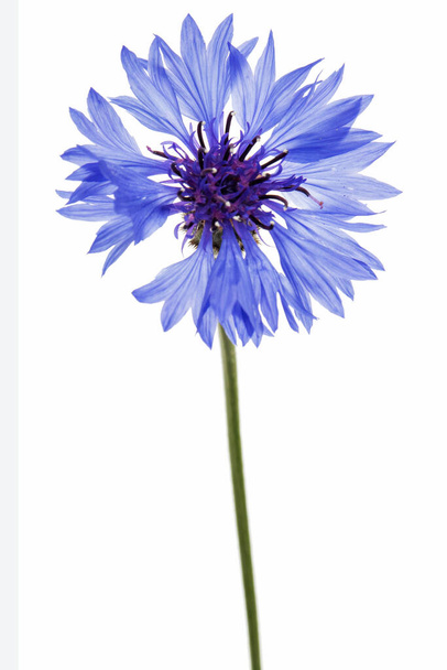 Fiore blu di fiordaliso, lat. Centaurea, isolata su fondo bianco - Foto, immagini