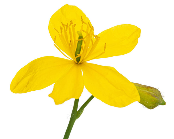 Gele bloem van celandine, lat. Chelidonium, geïsoleerd op witte achtergrond - Foto, afbeelding