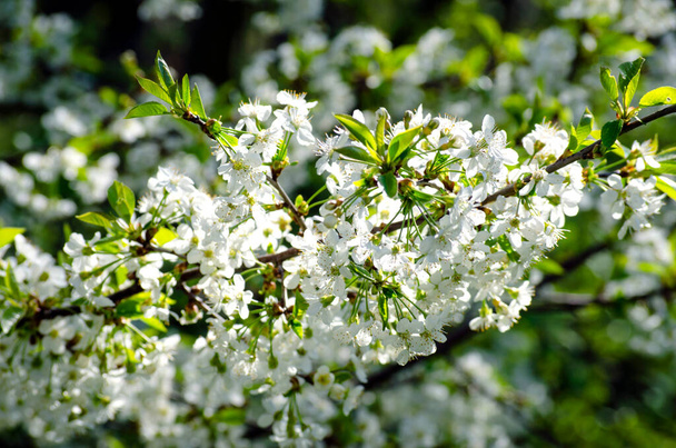 Cerejeira em flor branca densa na primavera no jardim - Foto, Imagem