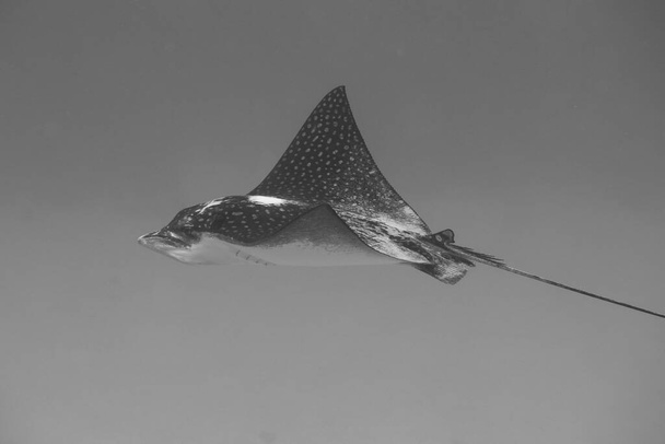 Черно-белое фото пятнистого орлиного луча на коралловом рифе у тропического острова Бонайр в Карибских Нидерландах. - Фото, изображение