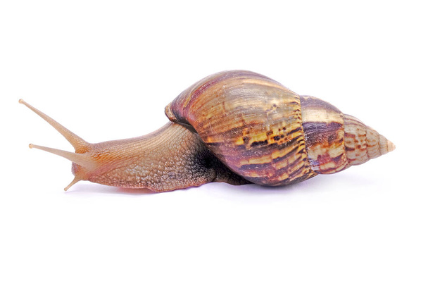 Snail isolated on white background. African giant snail - Foto, imagen