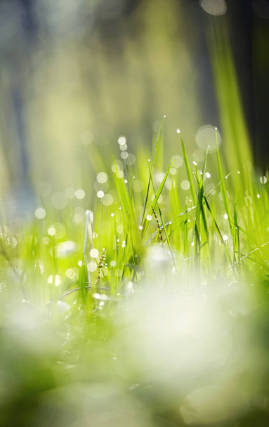 Yeşil çimenli ve çiğ damlalı arka plan  - Fotoğraf, Görsel